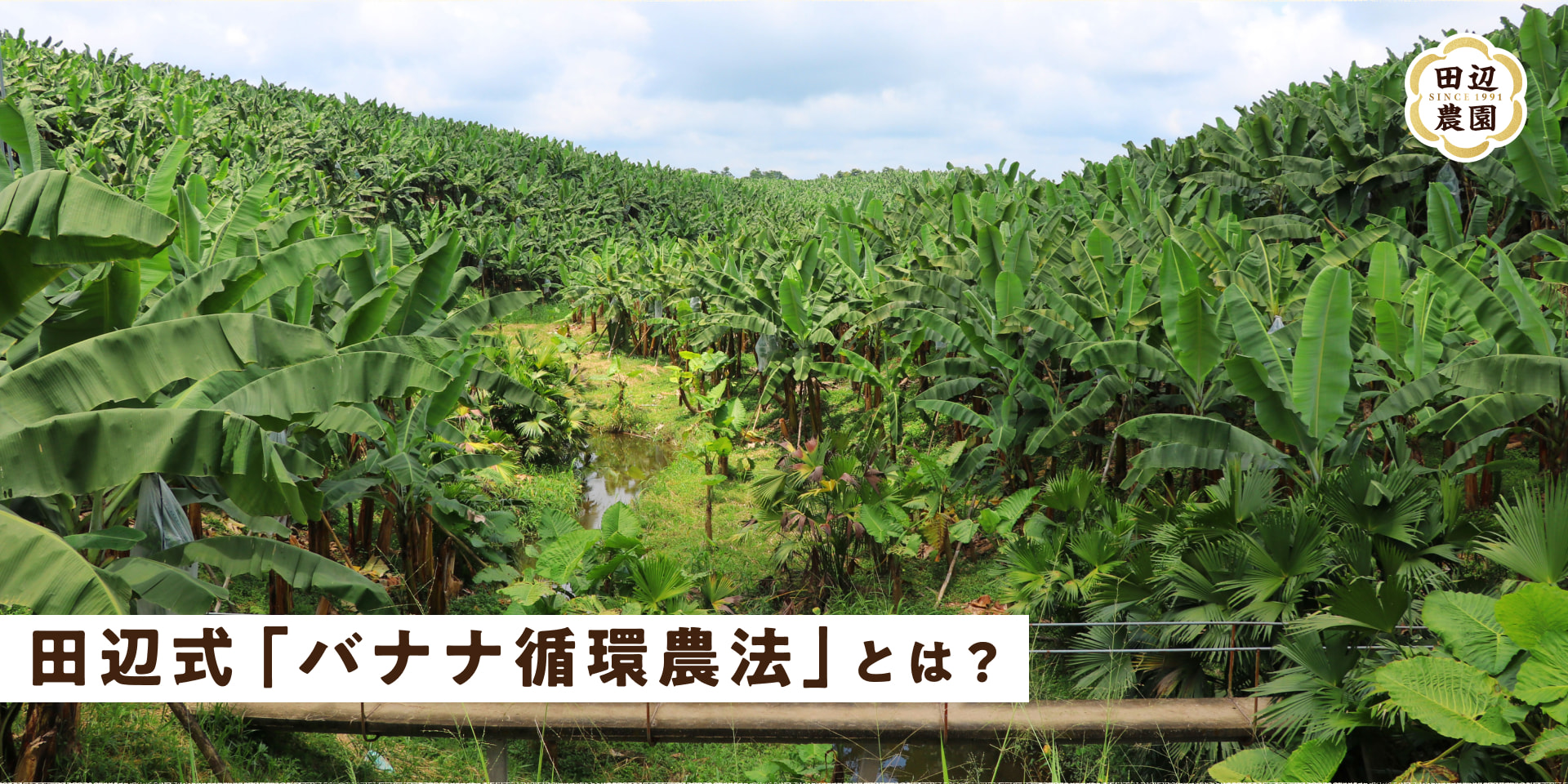田辺式「バナナ循環農法」とは?