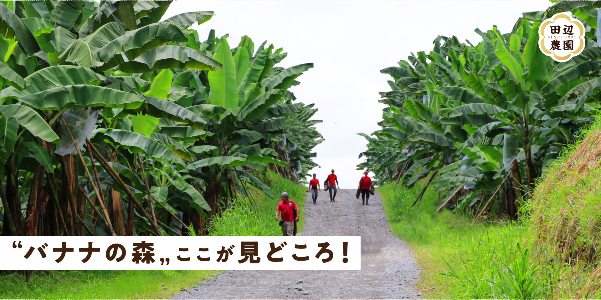 "バナナの森"ここが見どころ!